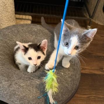 Bell (Adopt with Chinook), Adoptable, Kitten Female American Shorthair.