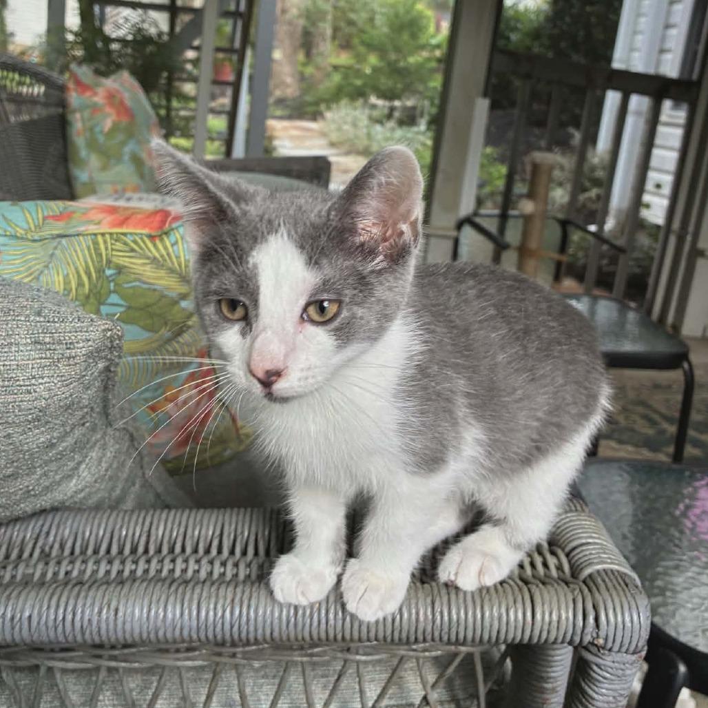 Bell (Adopt with Chinook), a Adoptable American Shorthair in Fayetteville, GA image 2/4
