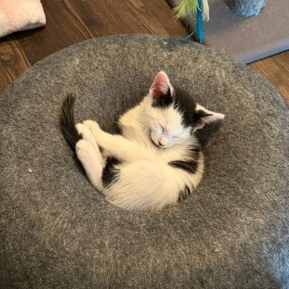 Bell (Adopt with Chinook), a Adoptable American Shorthair in Fayetteville, GA image 3/4