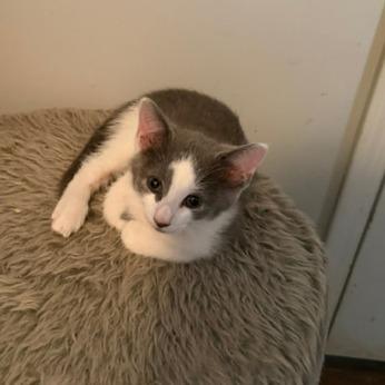 Bell (Adopt with Chinook), a Adoptable American Shorthair in Fayetteville, GA image 4/4