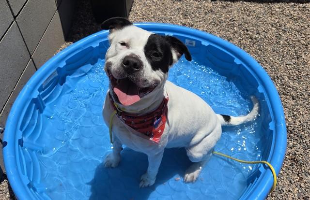 LILY, Adoptable, Adult Female Pit Bull Terrier.