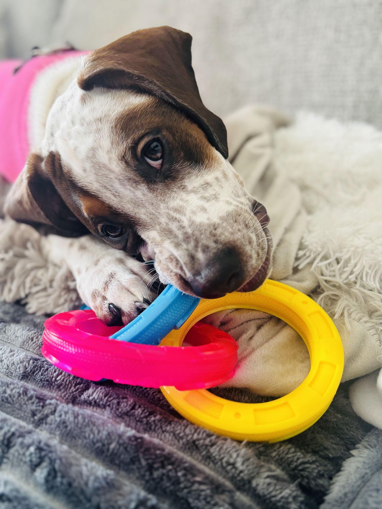 Cambria, Adoptable, Puppy Female Labrador Retriever & English Coonhound.