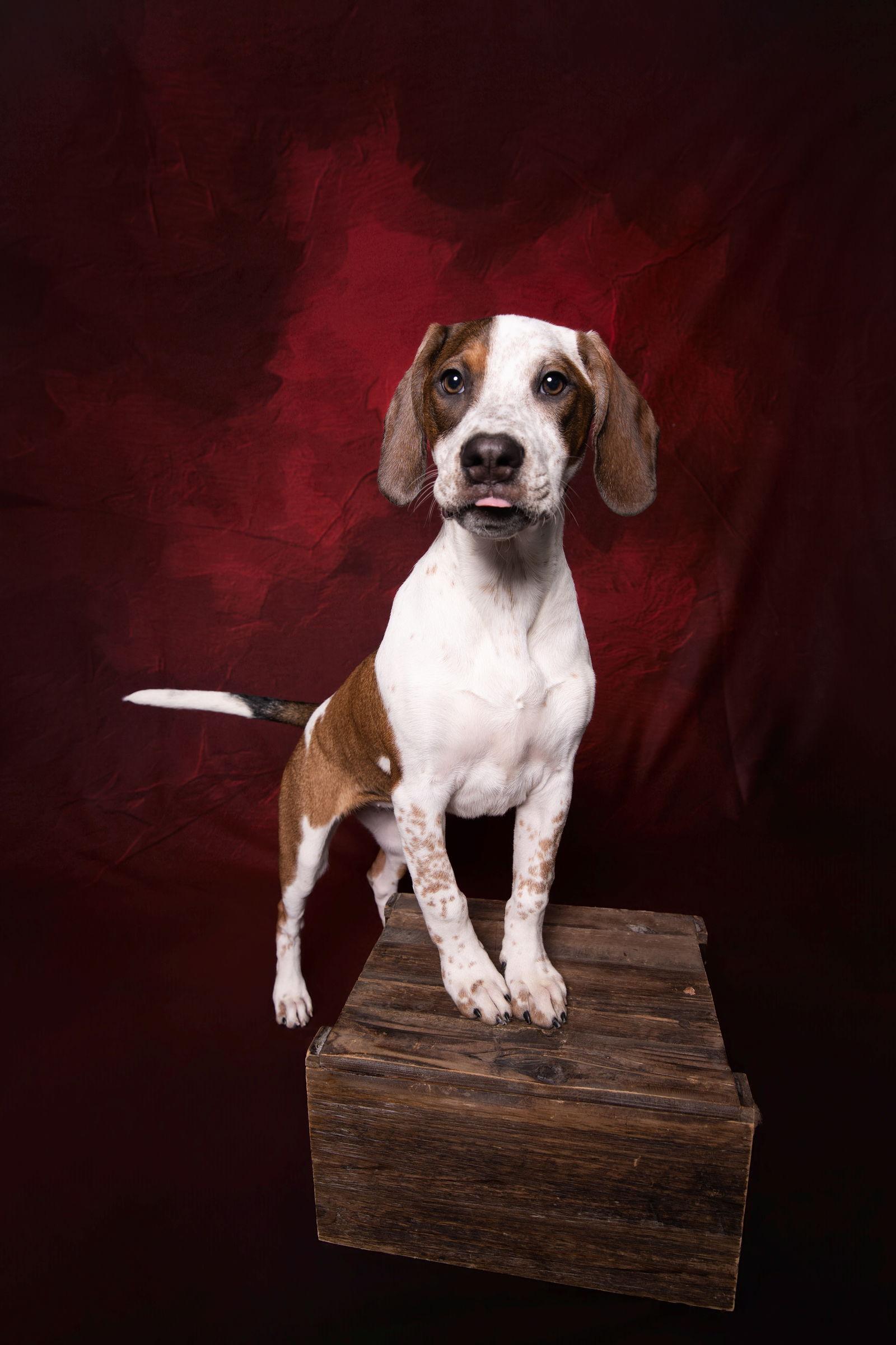 Cambria, Adoptable, Puppy Female Labrador Retriever & English Coonhound.