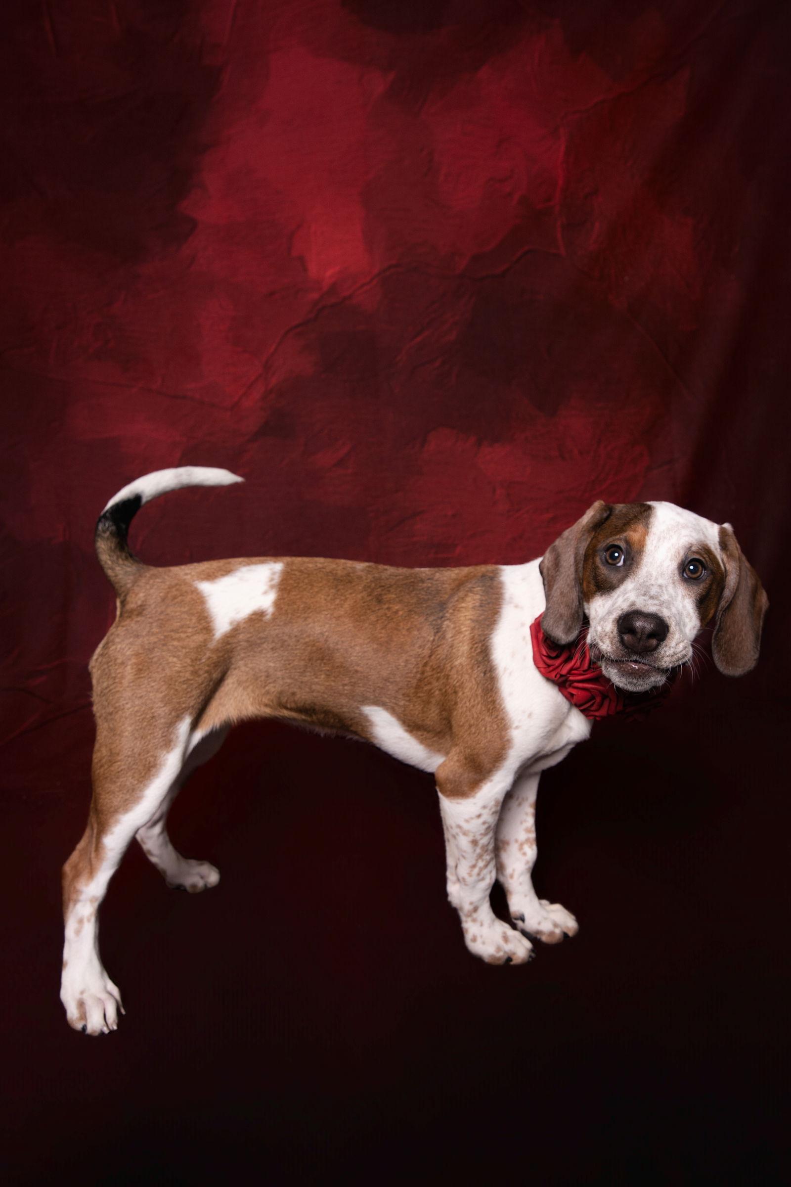 Enlarge Cambria, a Adoptable mixed breed in Canal Winchester, OH image 2/3