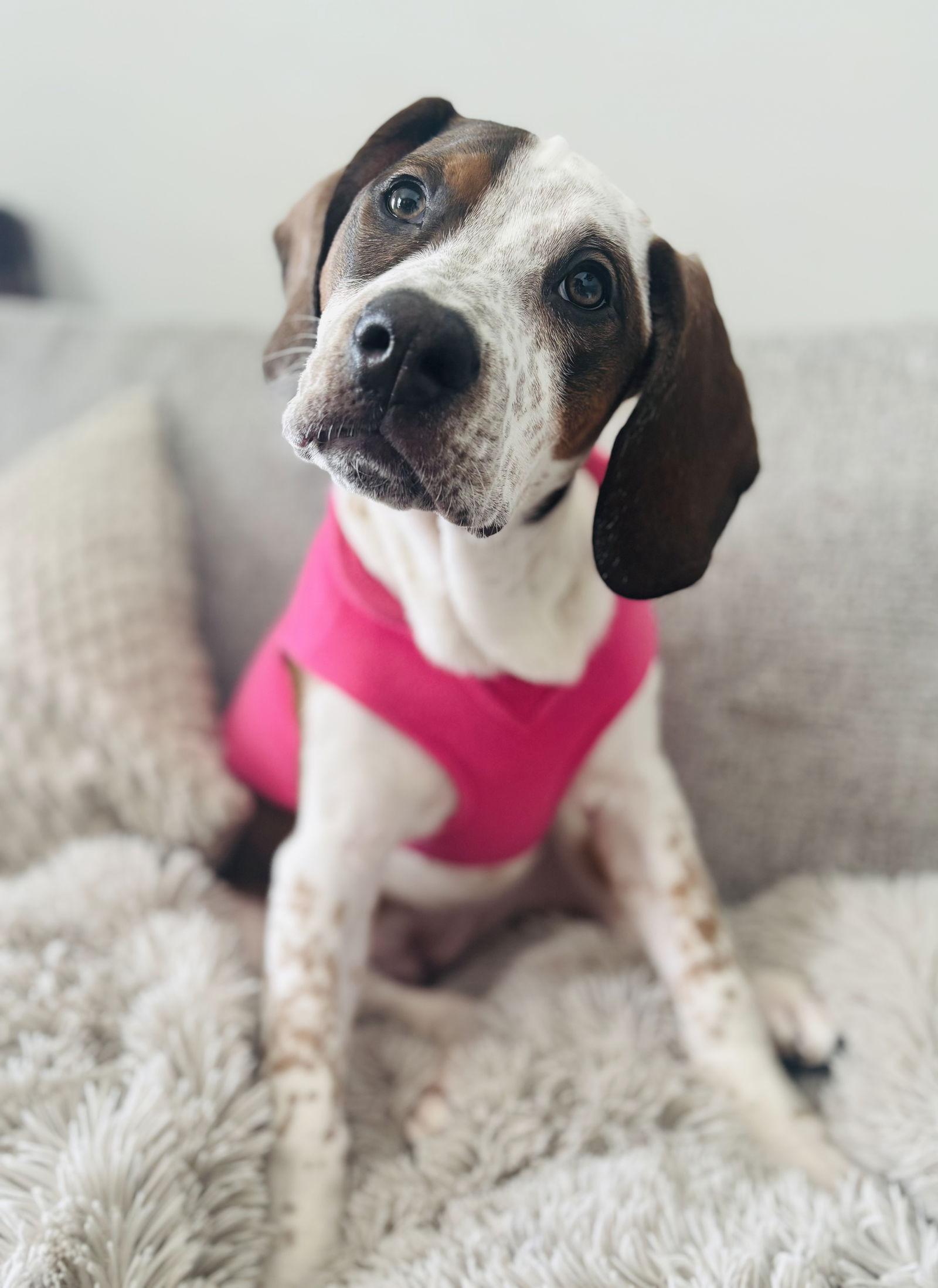 Cambria, a Adoptable mixed breed in Canal Winchester, OH image 2/3