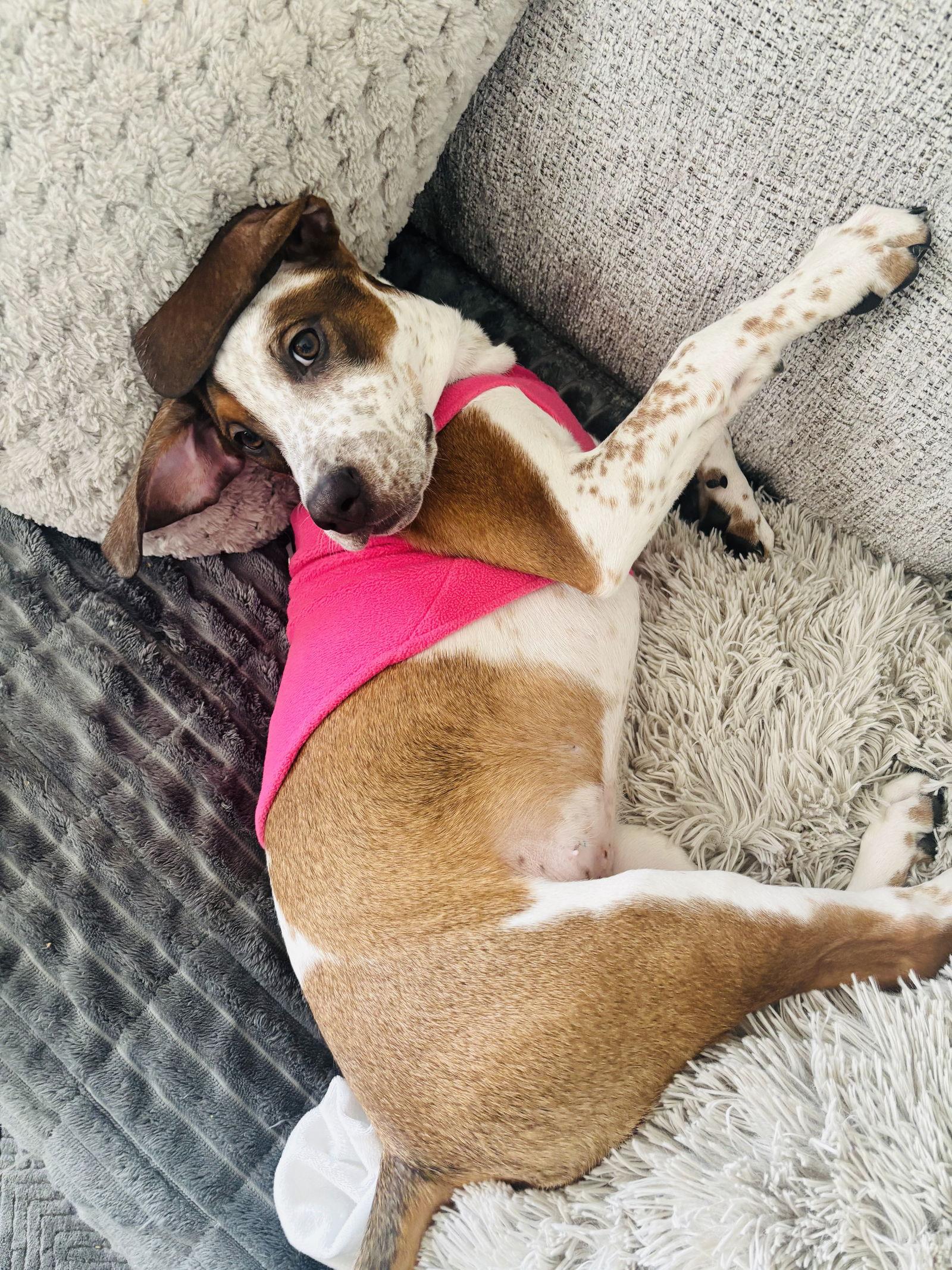 Cambria, a Adoptable mixed breed in Canal Winchester, OH image 3/3