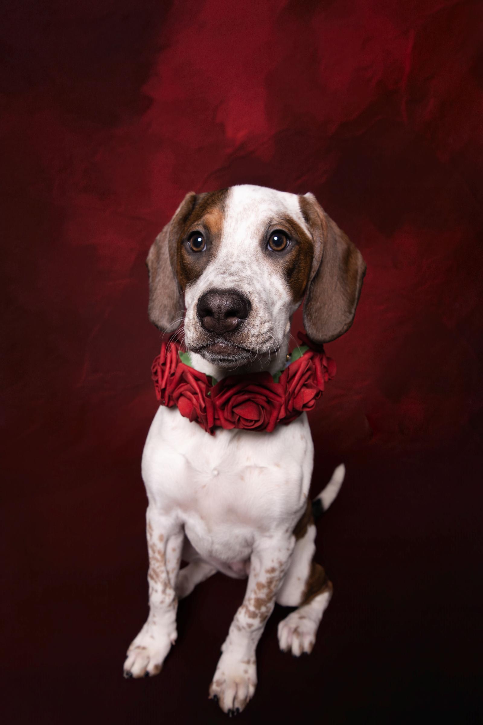 Enlarge Cambria, a Adoptable mixed breed in Canal Winchester, OH image 3/3