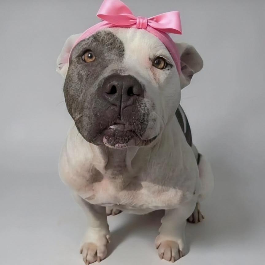 Trixie, Adoptable, Adult Female Pit Bull Terrier.