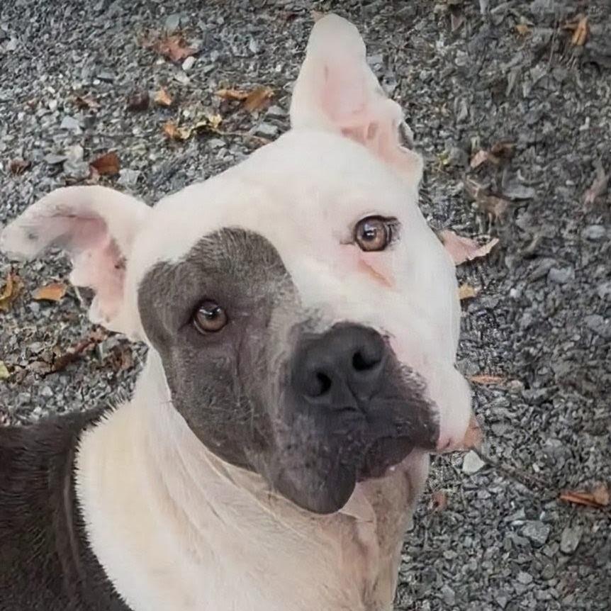 Enlarge Trixie, a Adoptable Pit Bull Terrier in Walnut Cove, NC image 2/3