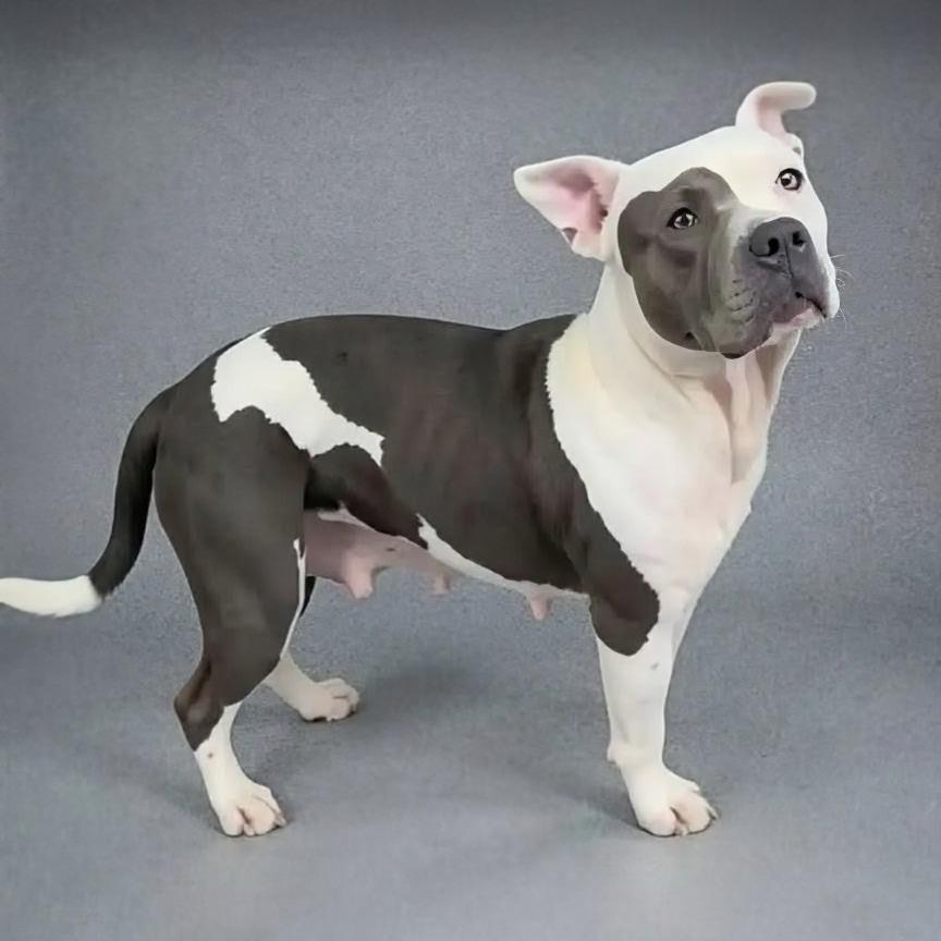 Enlarge Trixie, a Adoptable Pit Bull Terrier in Walnut Cove, NC image 3/3