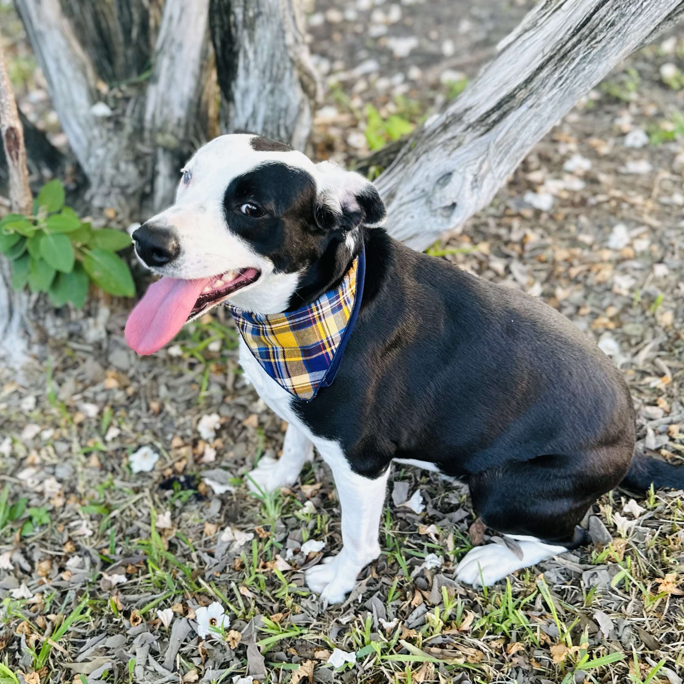 Enlarge Birdie, a Adoptable mixed breed in Providence, RI image 2/6