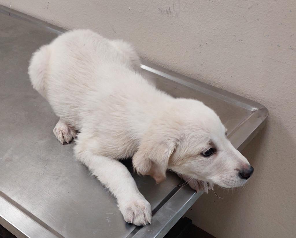 Pip, Adoptable, Puppy Male Terrier.