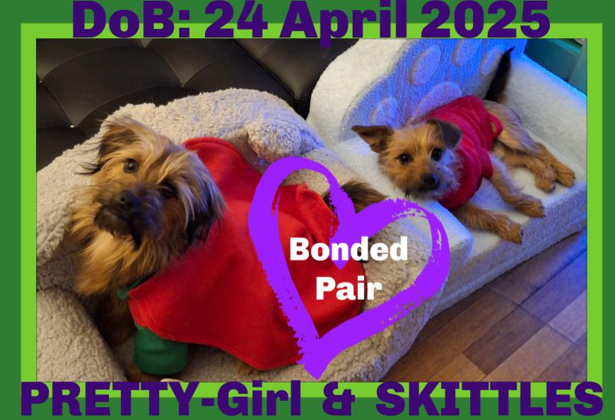 SKITTLES & PRETTY-GIRL, Adoptable, Young Male Yorkshire Terrier.