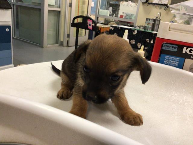 SKITTLES & PRETTY-GIRL, Adoptable, Young Male Yorkshire Terrier.