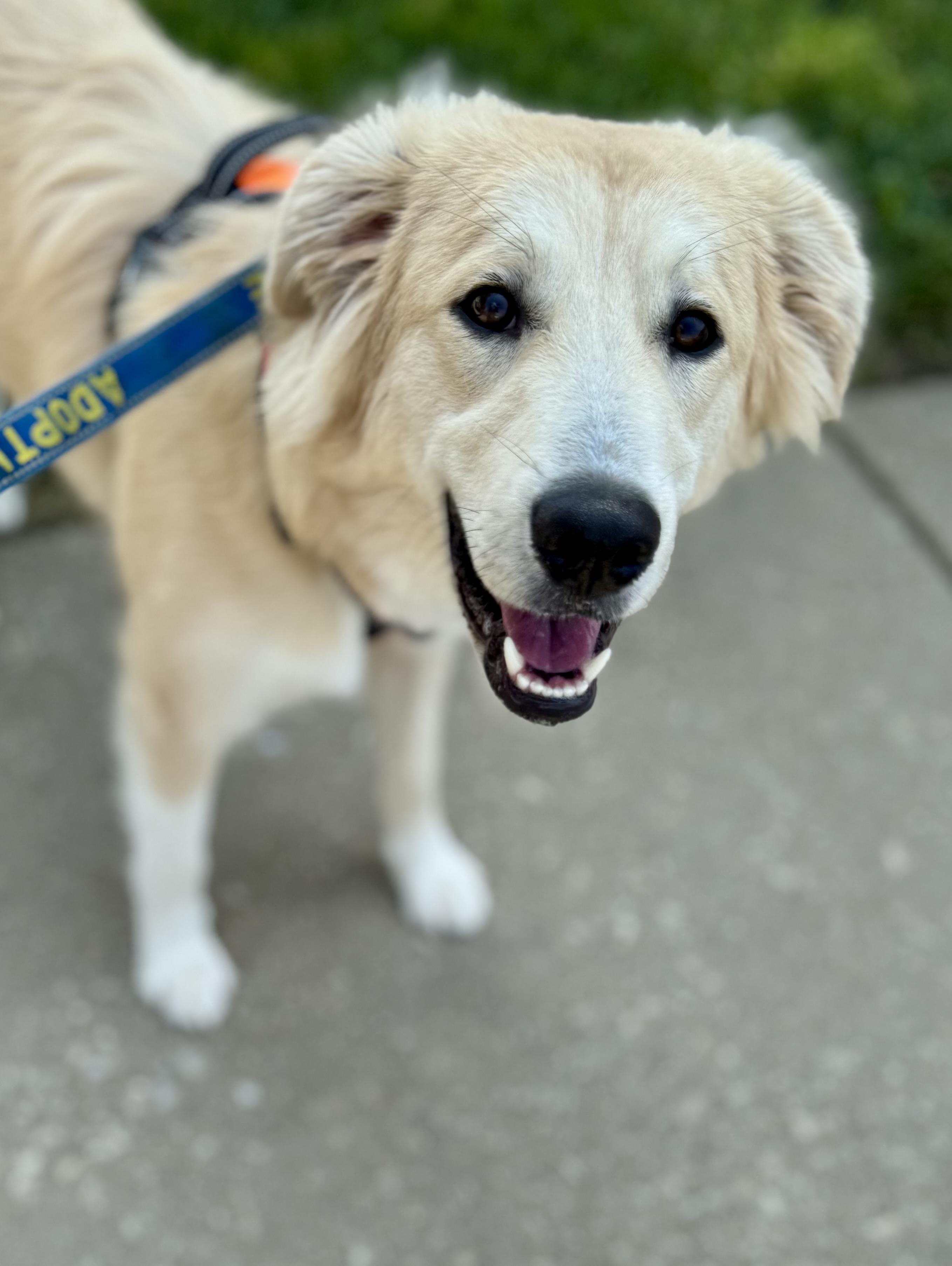 Ryder, ADOPTABLE, Young Male Golden Retriever.