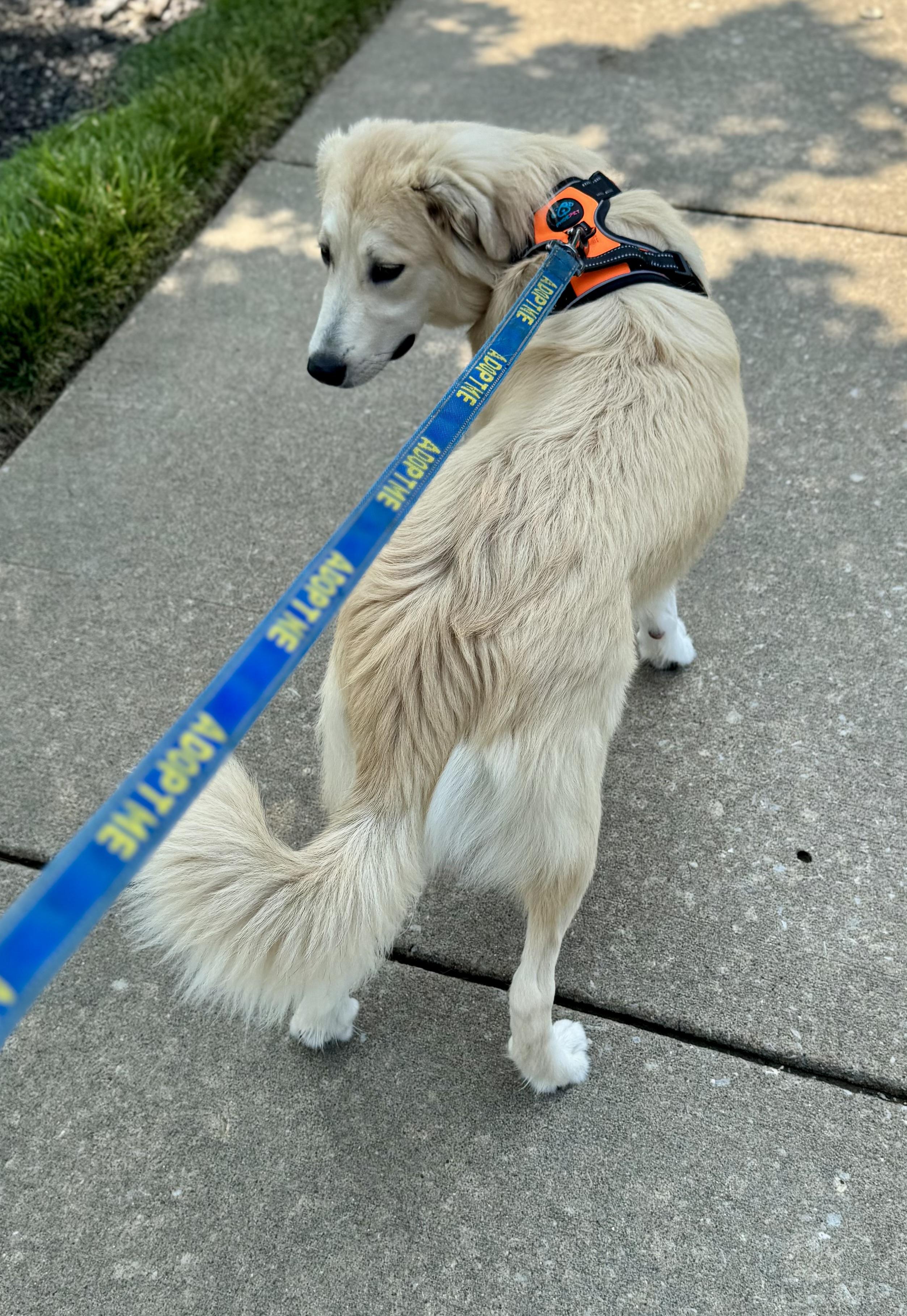 Ryder, a ADOPTABLE mixed breed in Washington, MO image 2/3