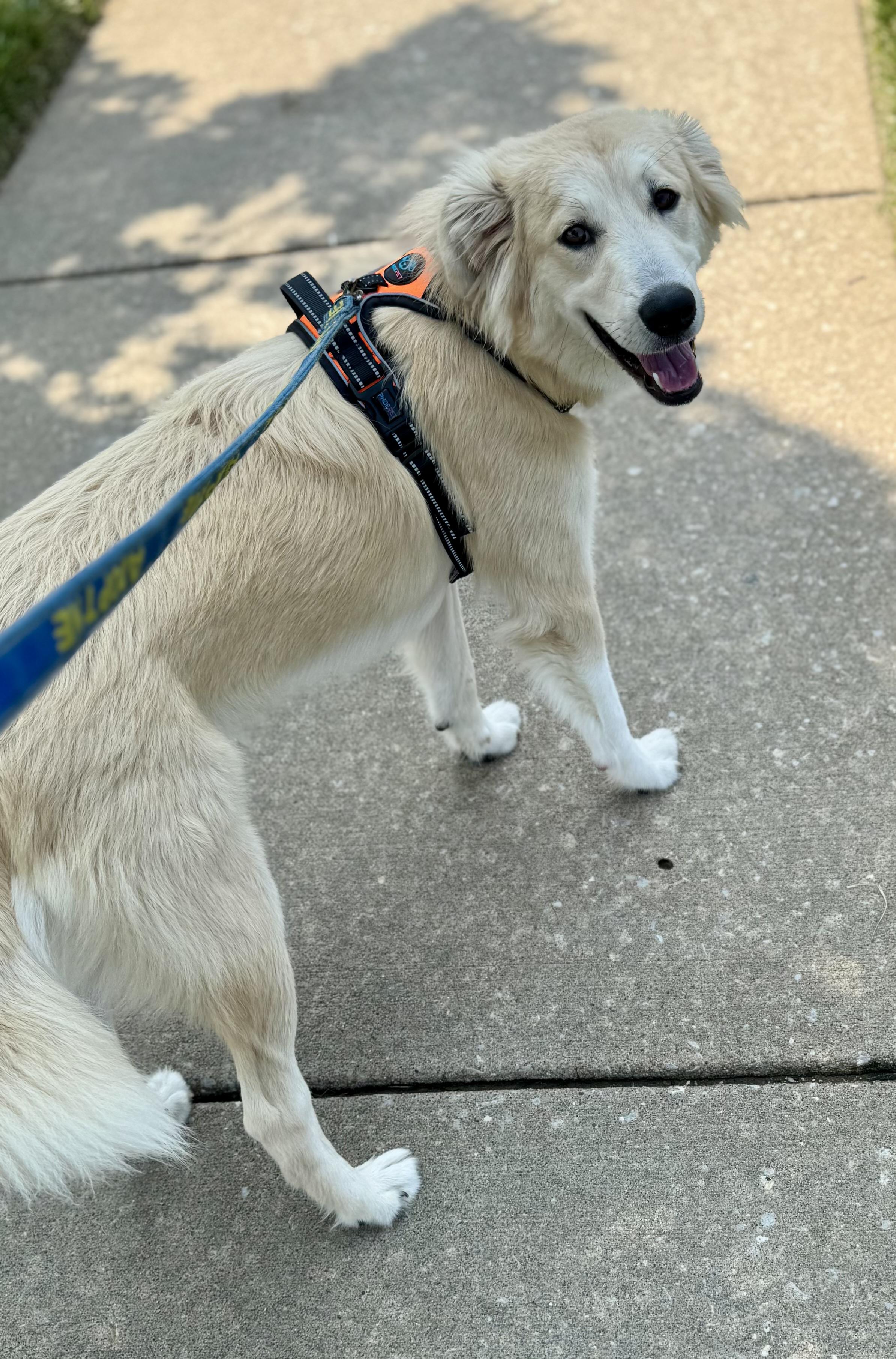 Ryder, a ADOPTABLE mixed breed in Washington, MO image 3/3