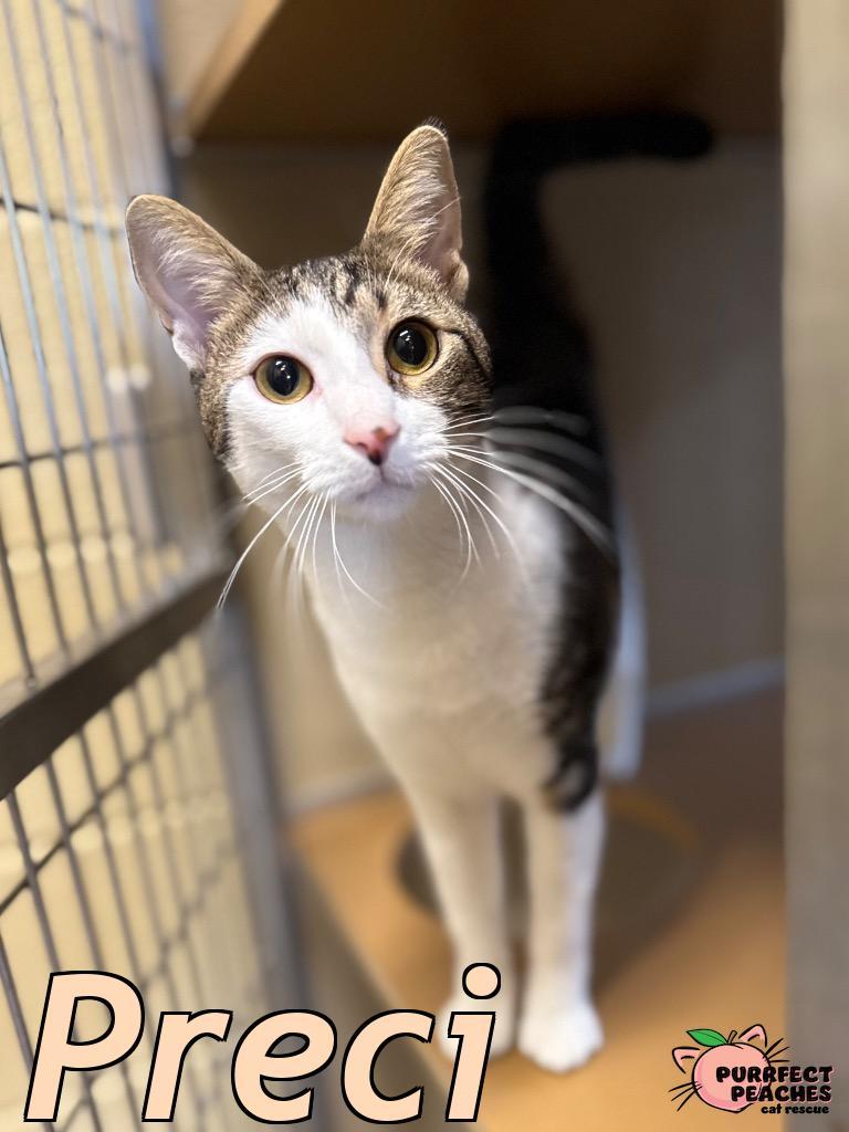 Preci, Adoptable, Young Female Domestic Short Hair.
