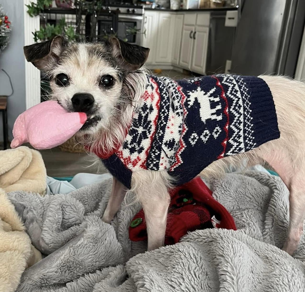 Enlarge Hobbs, a ADOPTABLE mixed breed in Grosse Pointe Park, MI image 2/4