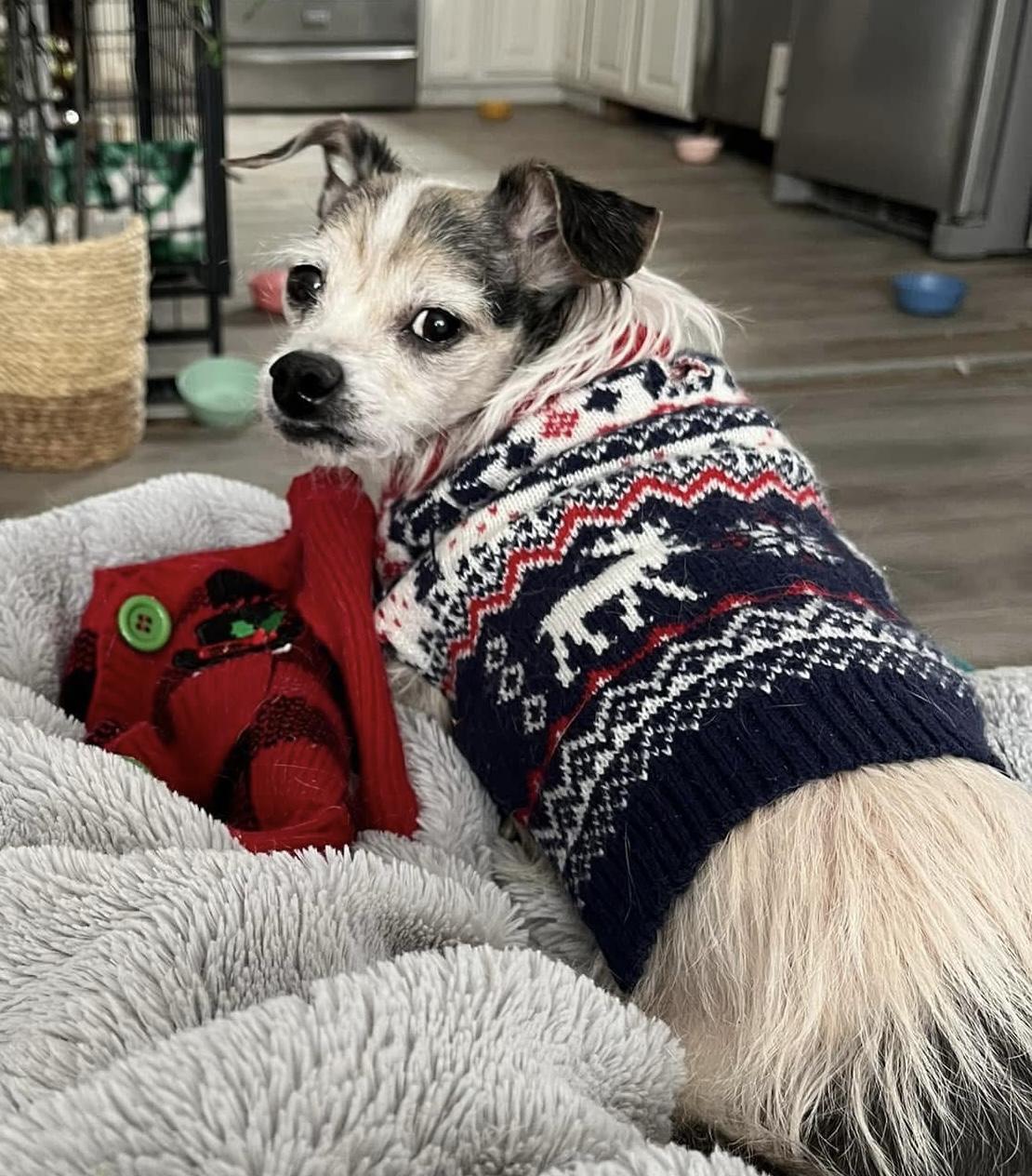 Enlarge Hobbs, a ADOPTABLE mixed breed in Grosse Pointe Park, MI image 3/4