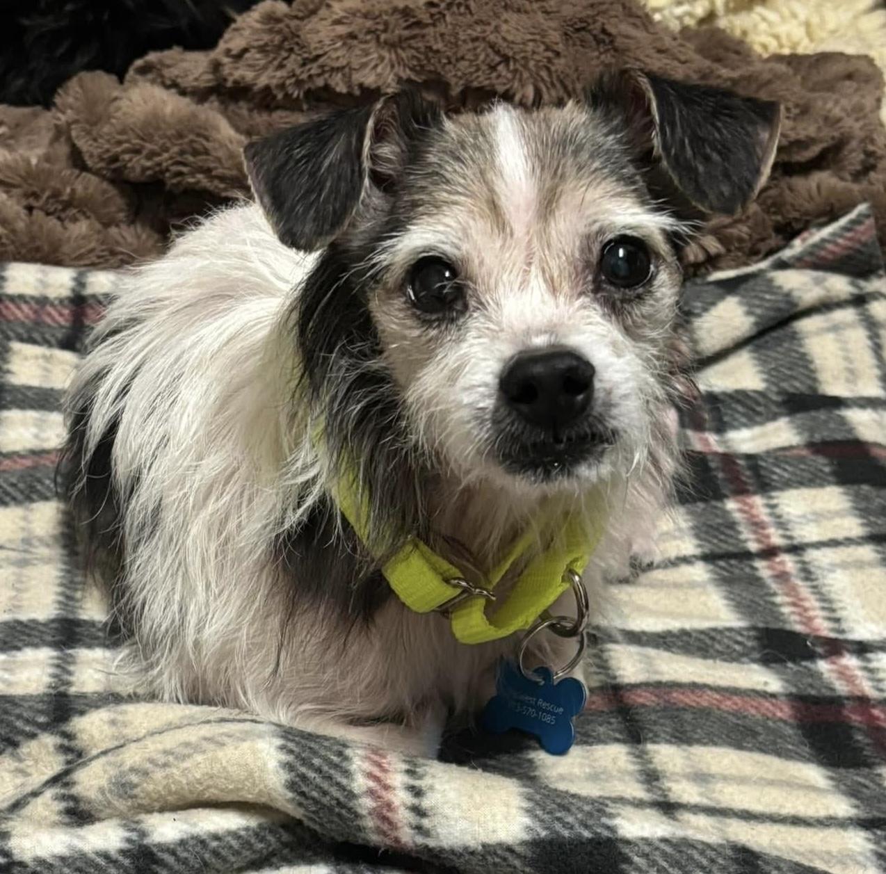 Enlarge Hobbs, a ADOPTABLE mixed breed in Grosse Pointe Park, MI image 1/4