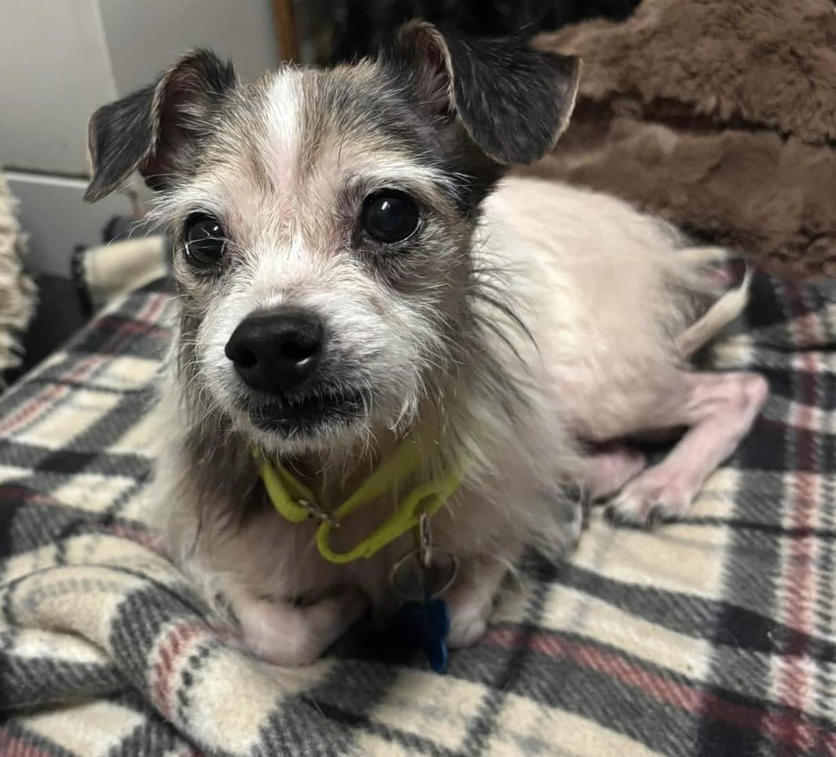 Enlarge Hobbs, a ADOPTABLE mixed breed in Grosse Pointe Park, MI image 4/4