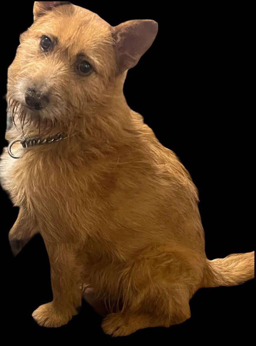 Charly, a Adoptable mixed breed in Chula Vista, CA image 1/2