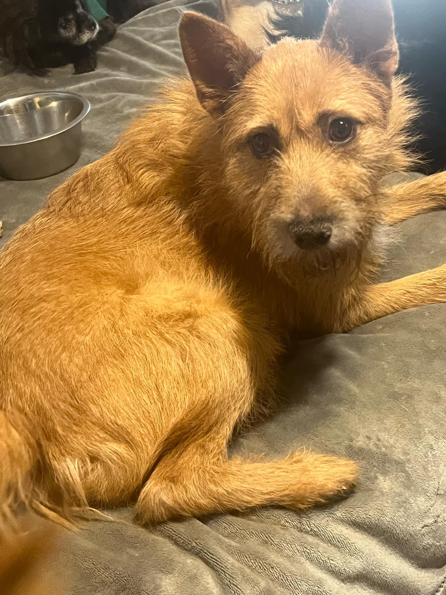 Charly, Adult Male Irish Terrier