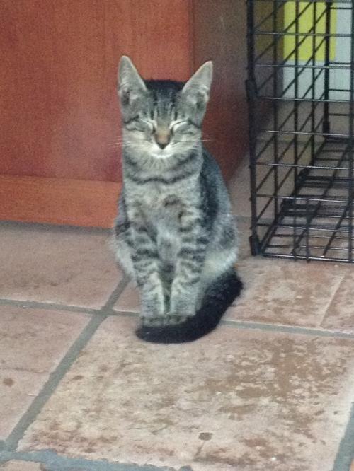 Enlarge Bam Bam, a Adoptable Tiger in Royal Palm Beach, FL image 2/3