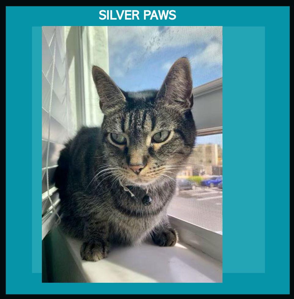 Enlarge Bam Bam, a Adoptable Tiger in Royal Palm Beach, FL image 3/3