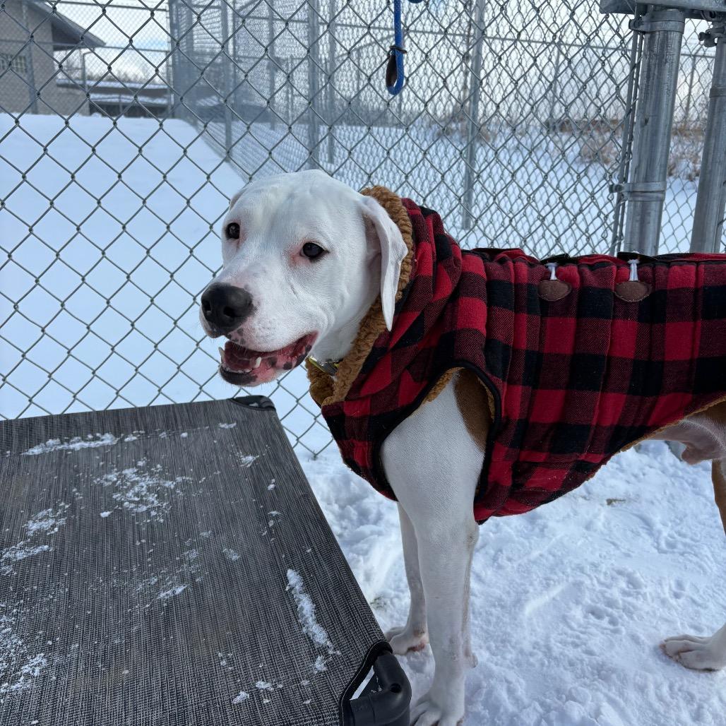 Rufus, Adoptable, Adult Male Pit Bull Terrier & Hound.