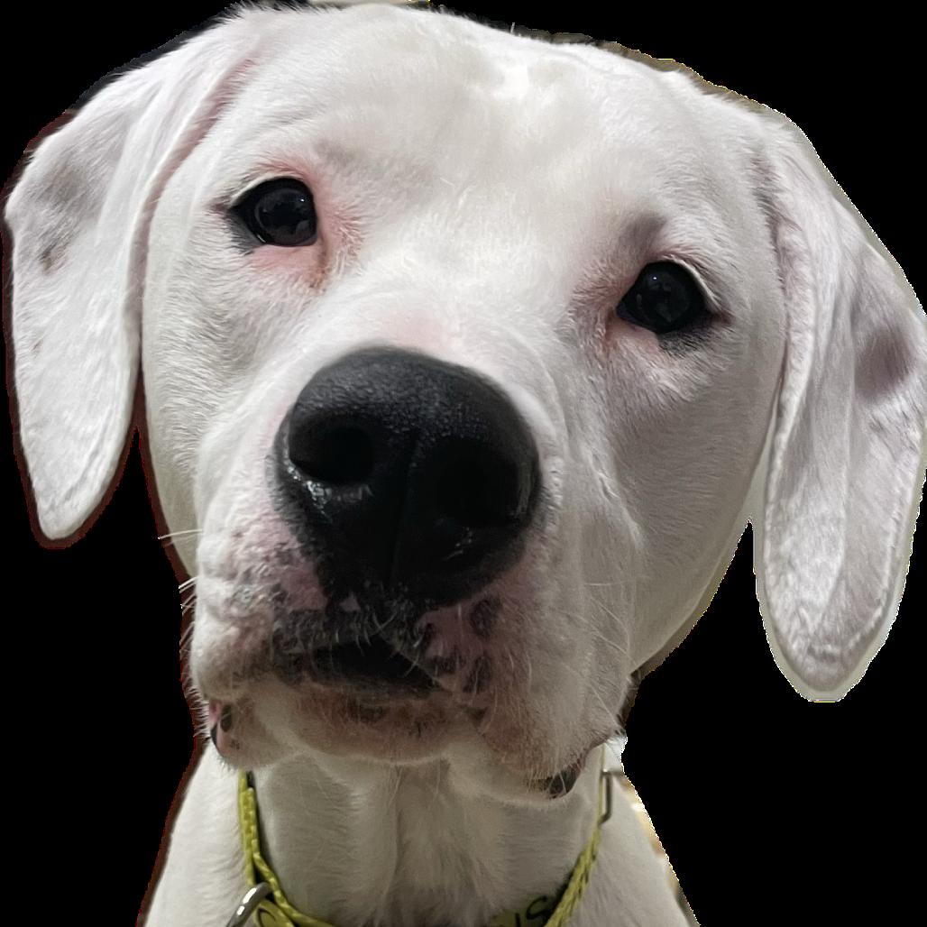 Enlarge Rufus, a Adoptable mixed breed in Bristol, IN image 4/6