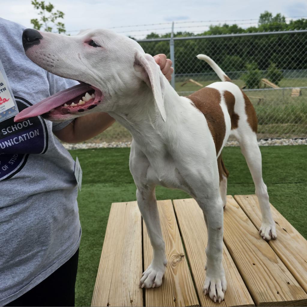 Enlarge Rufus, a Adoptable mixed breed in Bristol, IN image 5/6