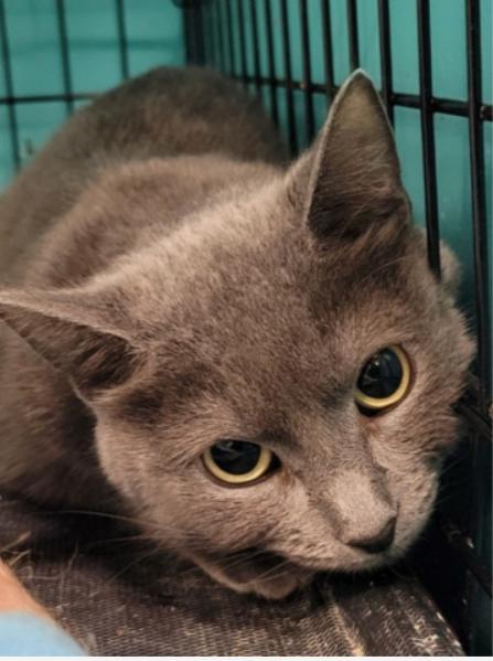 Enlarge Tinsel, a Adoptable Domestic Short Hair in Chicago, IL image 1/1