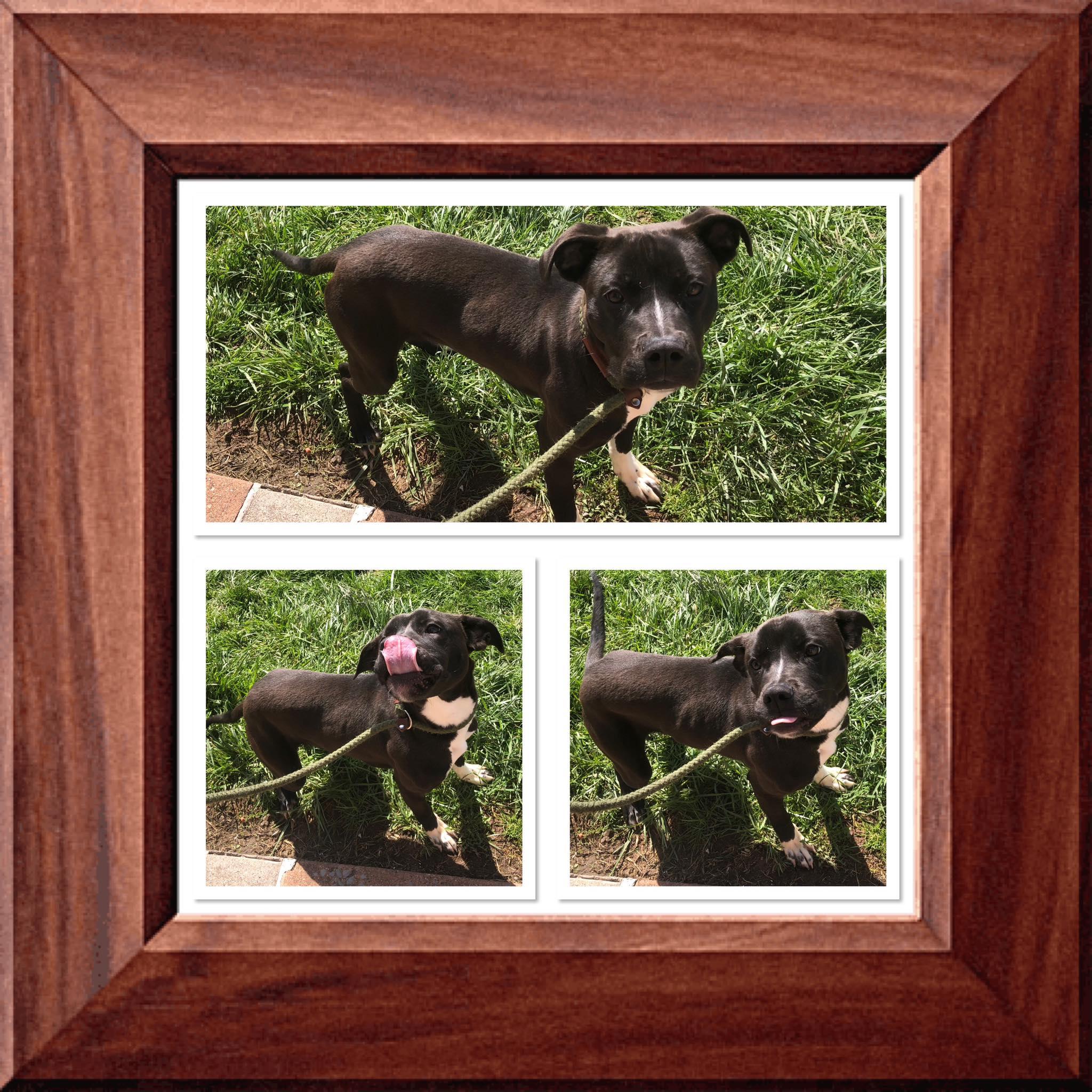 MUTT DAMON, ADOPTABLE, Young Male Pit Bull Terrier.