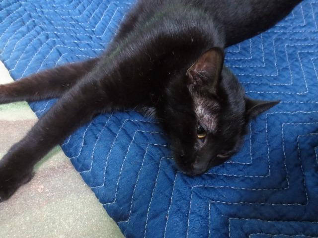 Ruth, Adoptable, Senior Female Domestic Short Hair.