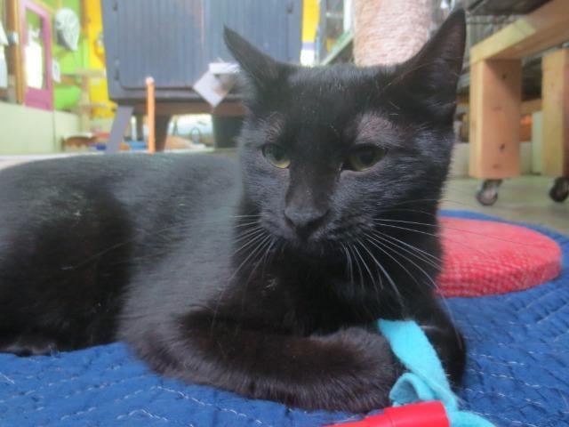 Ruth, Adoptable, Senior Female Domestic Short Hair.
