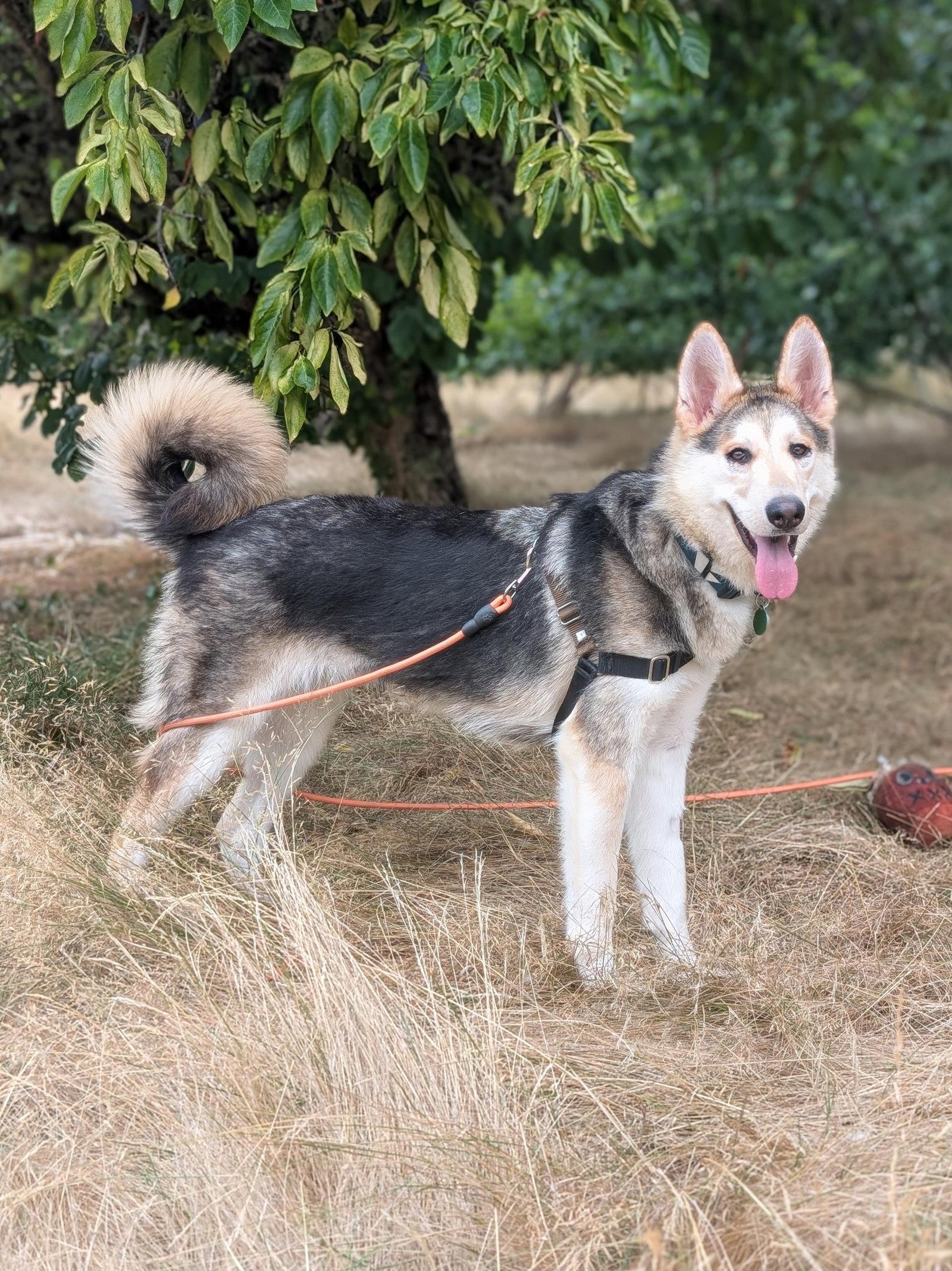 Sandy, Adoptable, Young Female Shepherd & Husky.