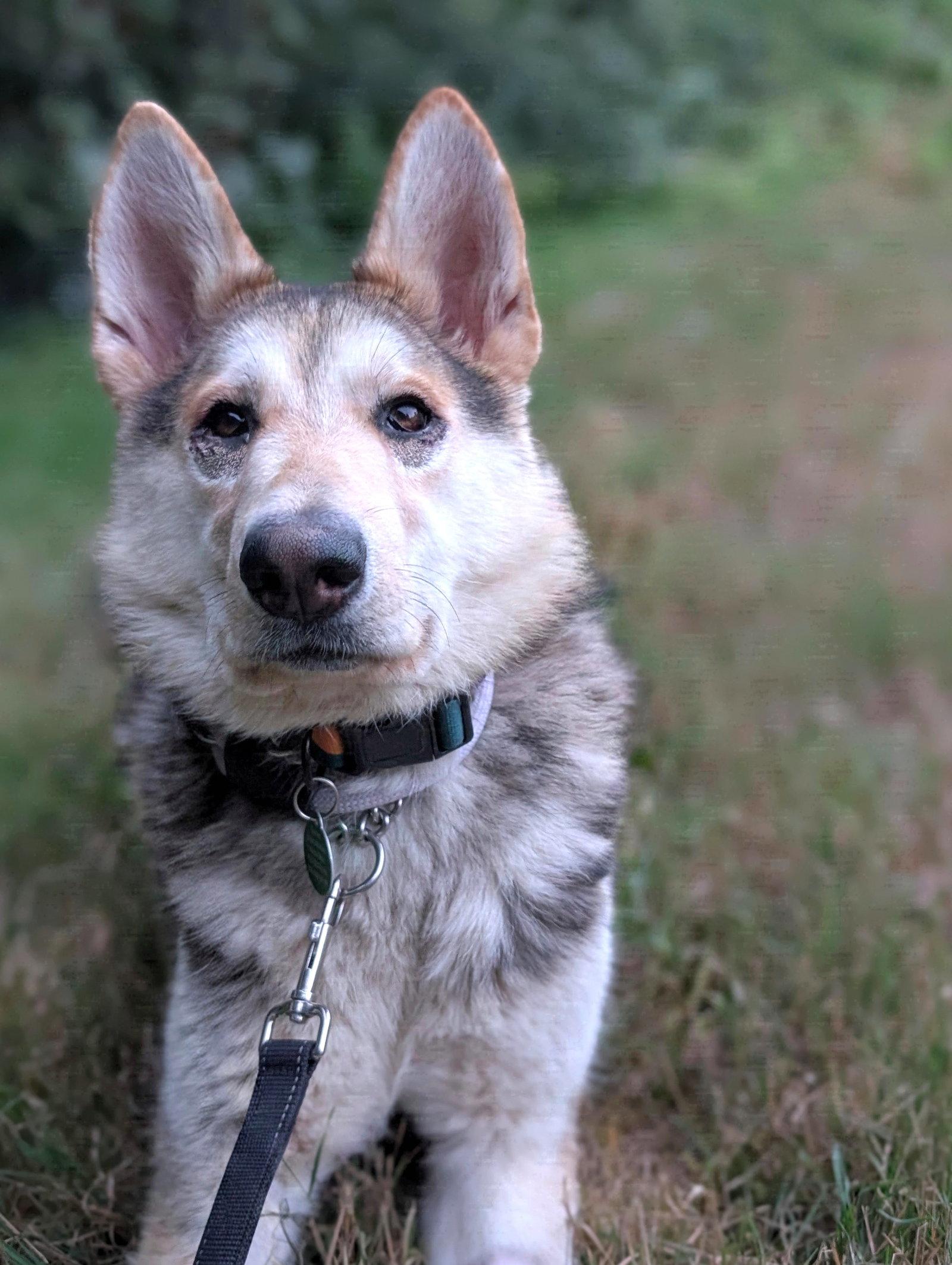 Enlarge Sandy, a Adoptable mixed breed in Seattle, WA image 2/3