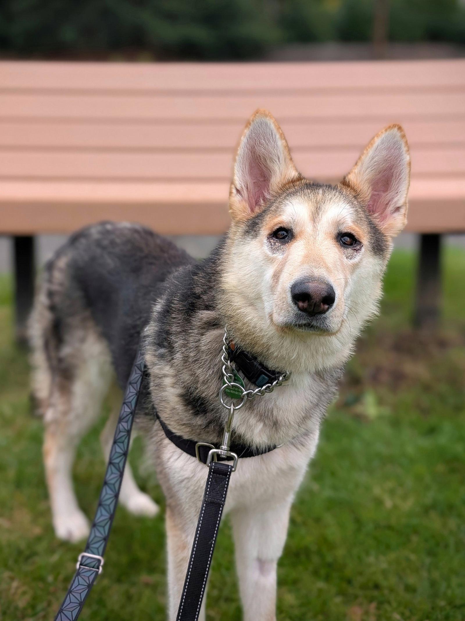 Enlarge Sandy, a Adoptable mixed breed in Seattle, WA image 3/3