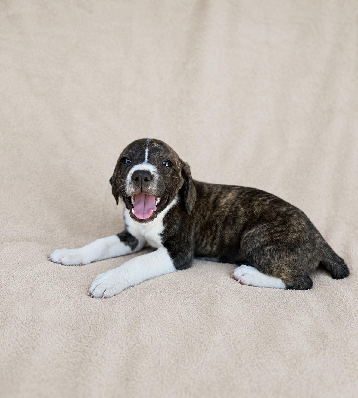 Nyla, an adoptable mixed breed in Baton Rouge, LA image 2/2
