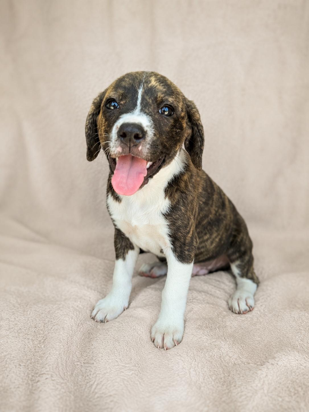 Nyla, adoptable, Young Female Terrier & Wirehaired Terrier.