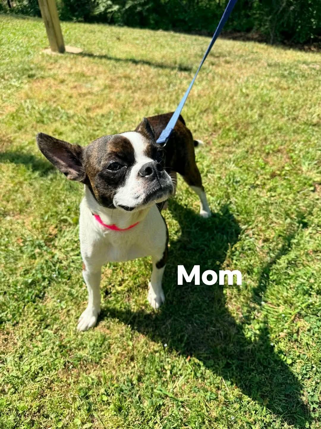 Kevin, a Adoptable mixed breed in marshfield, MA image 3/3
