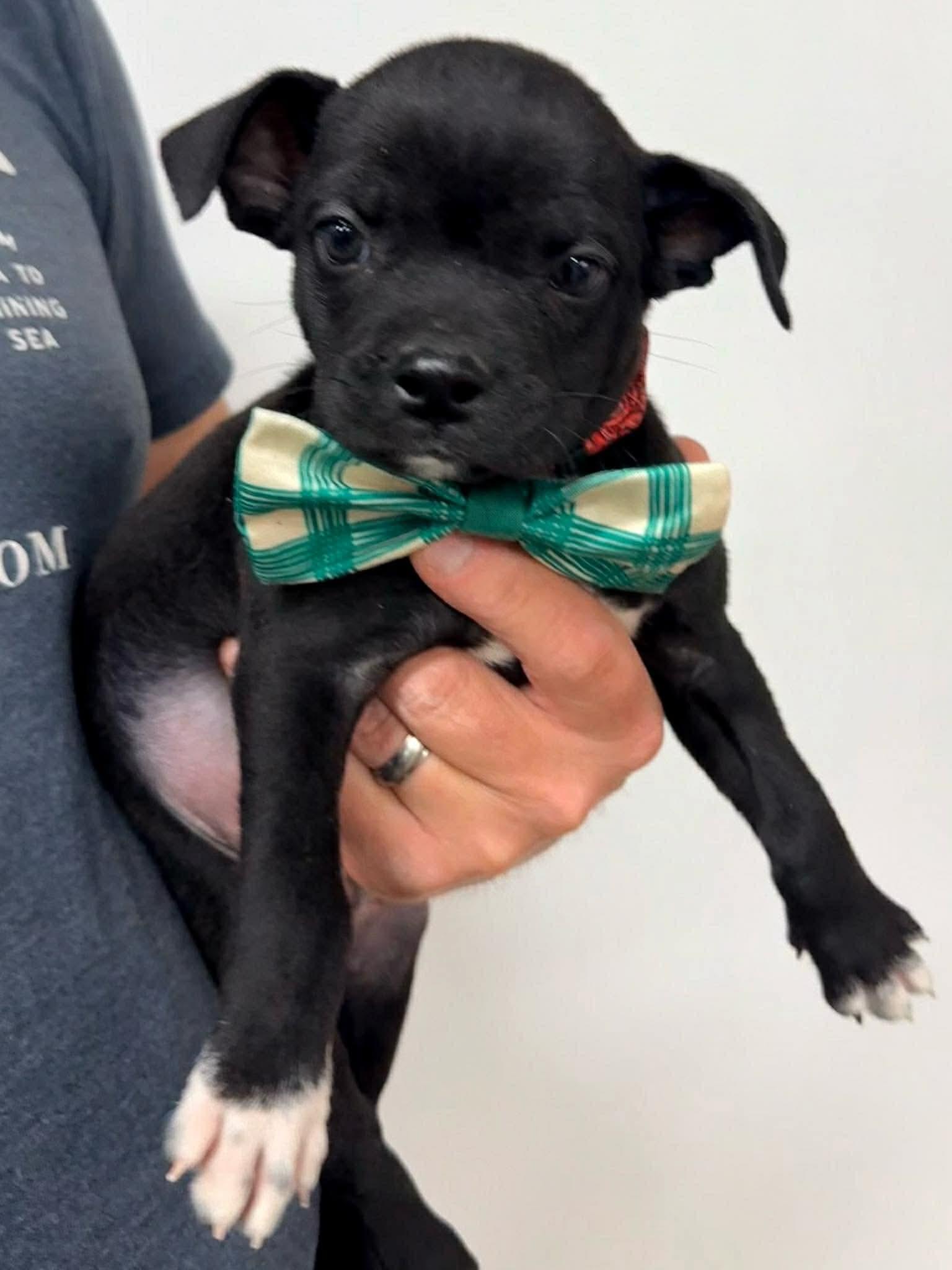 Kevin, a Adoptable mixed breed in marshfield, MA image 2/3