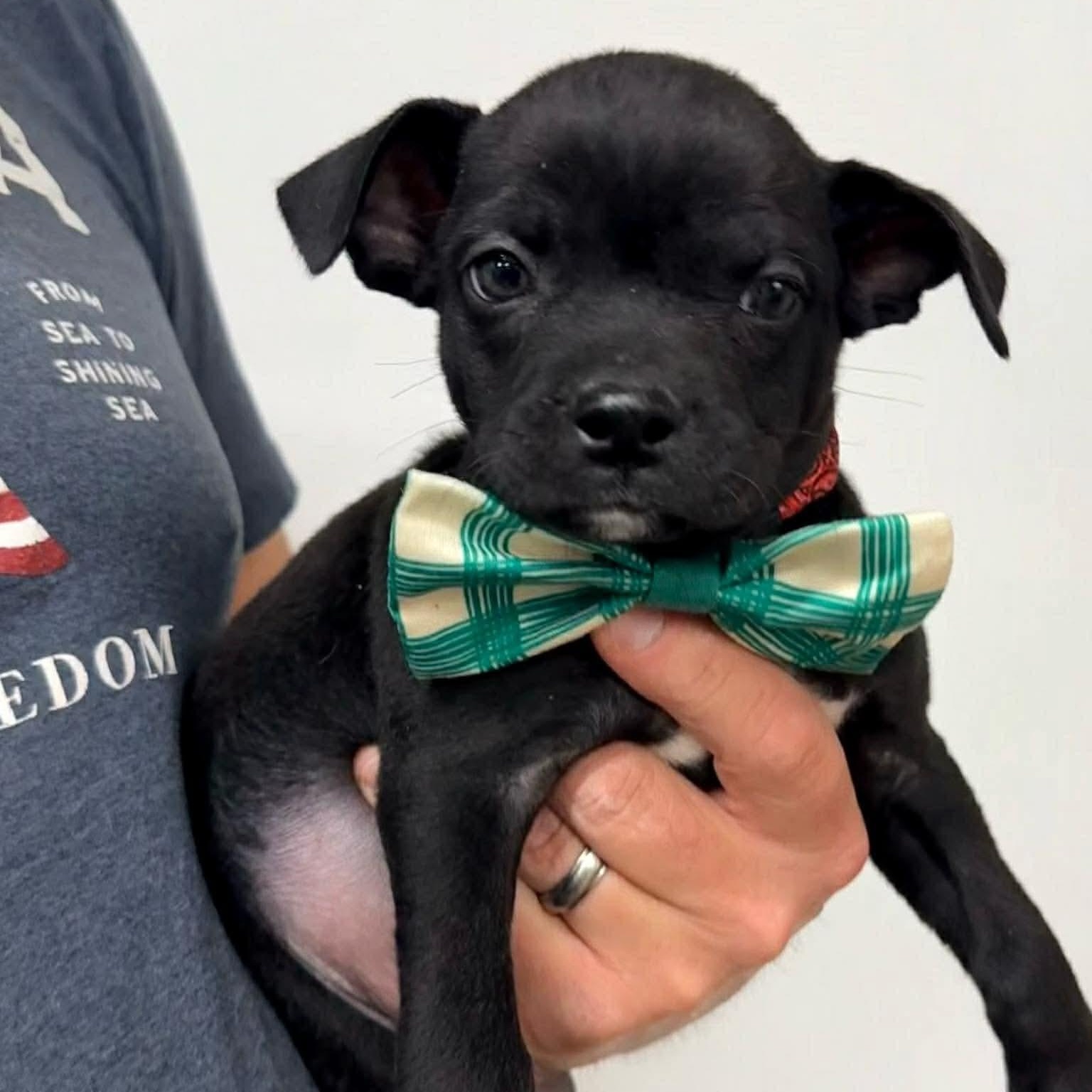 Kevin, a Adoptable mixed breed in marshfield, MA image 1/3