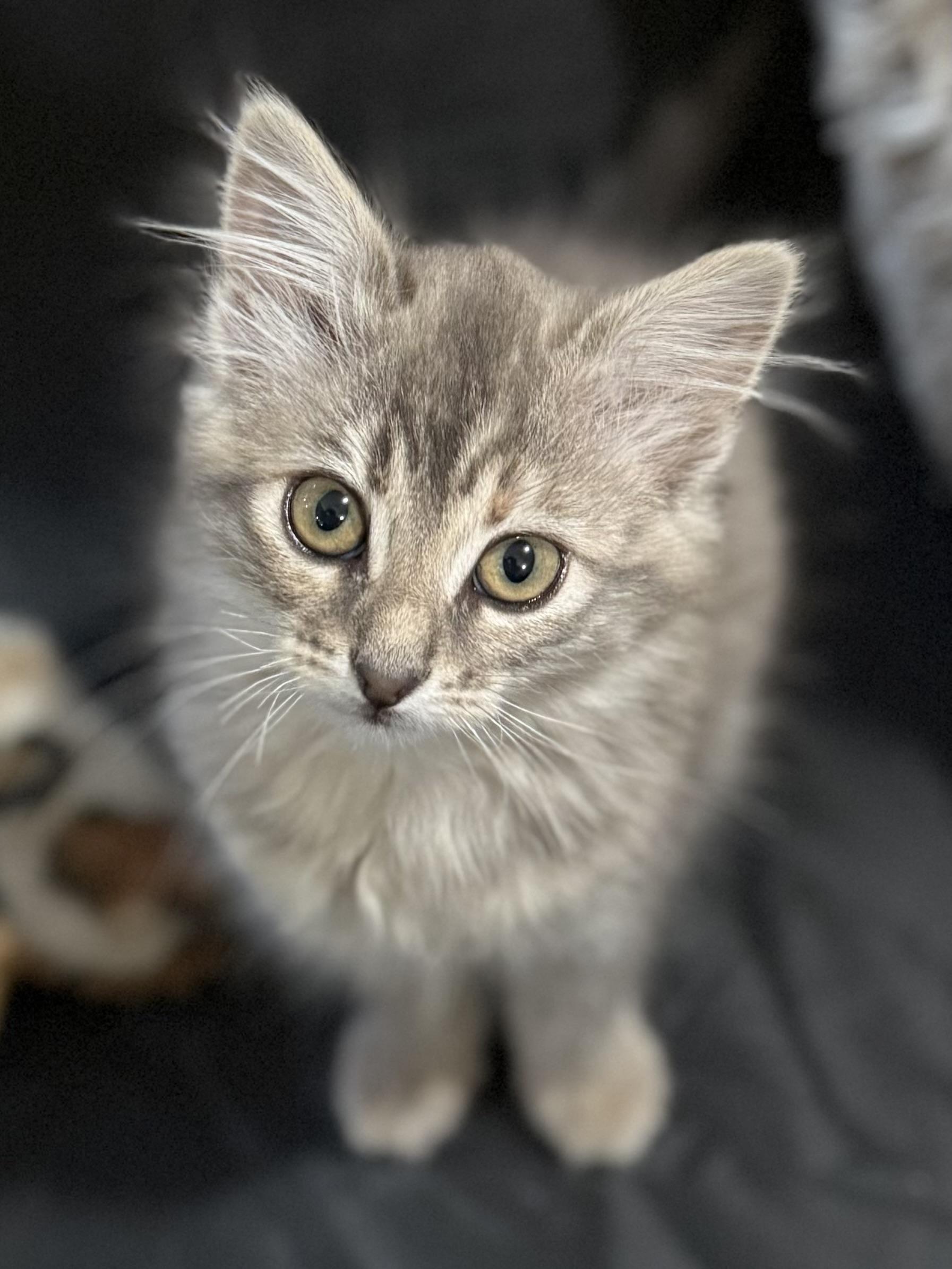 Grace, an adoptable Domestic Medium Hair in Missoula, MT, 59804 | Photo Image 1