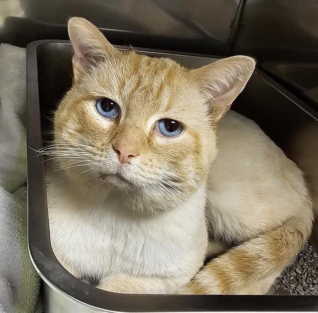 HERBIE, Adoptable, Adult Male Domestic Short Hair.