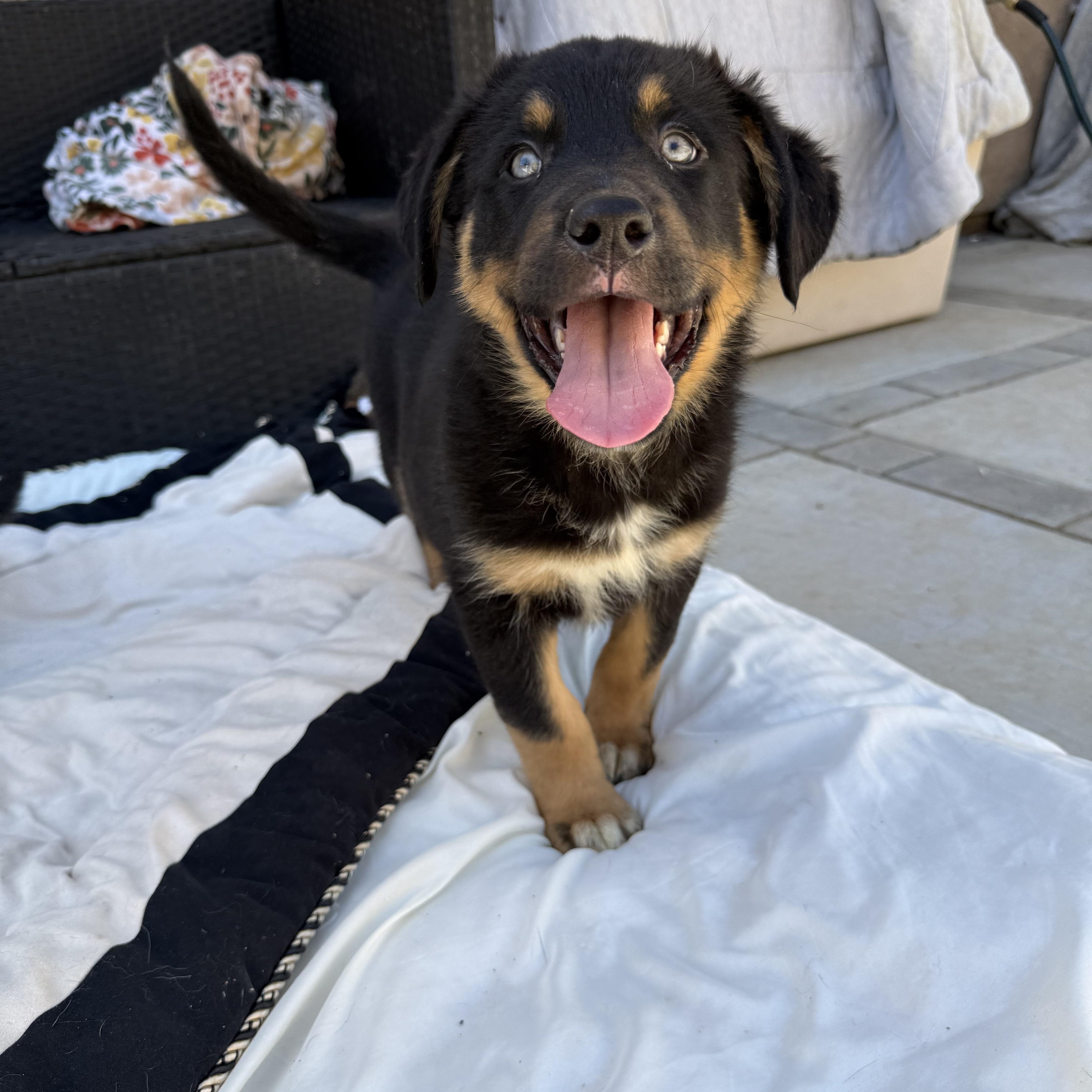 Ranger, an adopted mixed breed in Irvine, CA image 4/6