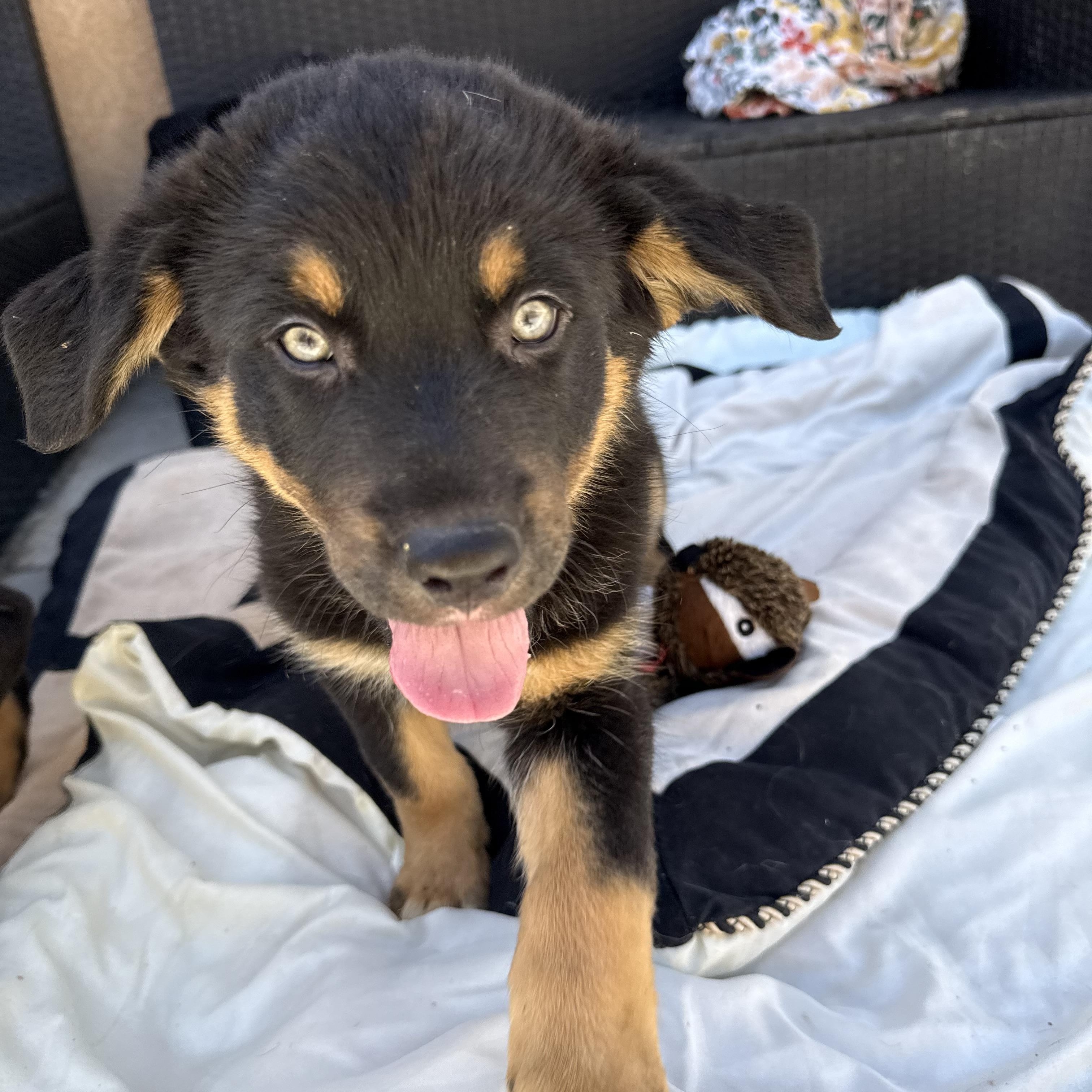 Ranger, an adopted mixed breed in Irvine, CA image 6/6