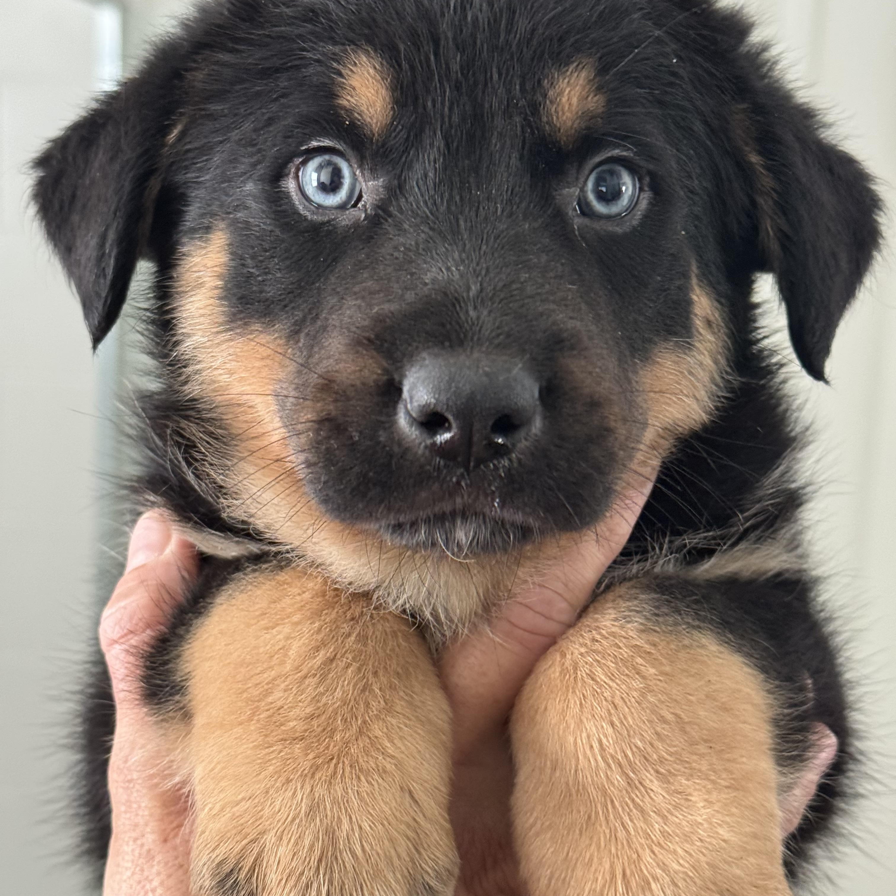 Ranger, an adopted mixed breed in Irvine, CA image 1/6